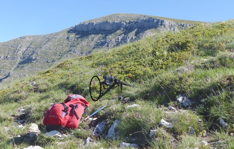 Monte Velino e Monti della Duchessa, le orchidee e la Natura  2024.